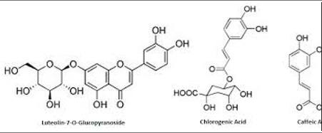 CYNARA SCOLYMUS BUD EXTRACT