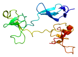 Fibronectin